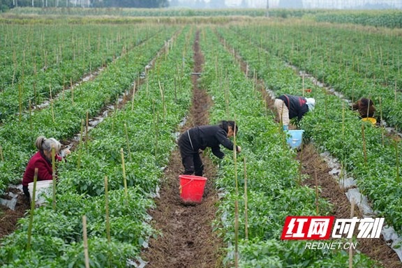 南县中鱼口镇：辣椒丰收采摘忙