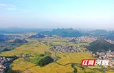 新田：煙稻輪作讓農戶實現煙糧雙豐收