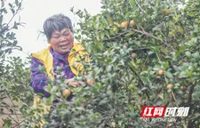道縣：金秋油茶喜豐收