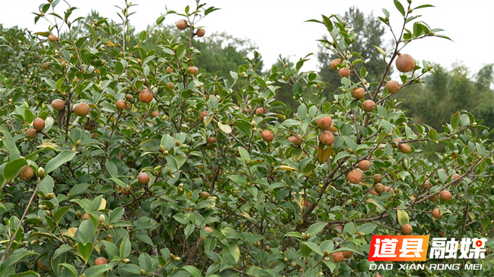 道县：霜降开山摘茶籽 又是一年油茶香4_副本.jpg