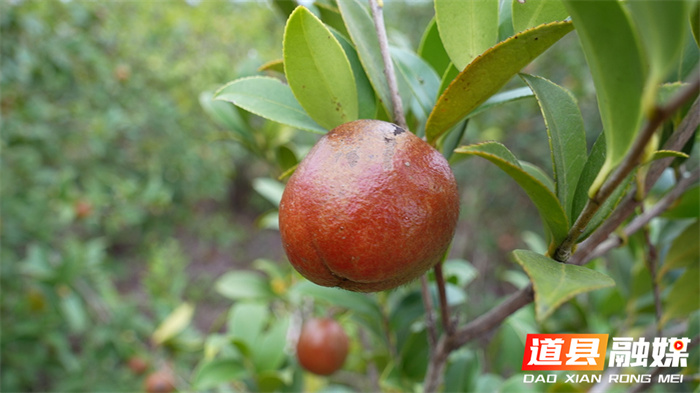 道县：霜降开山摘茶籽 又是一年油茶香3_副本.jpg