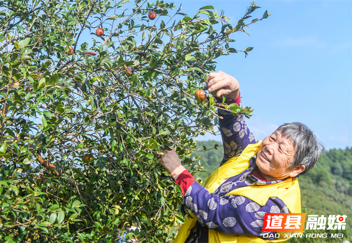 道县油茶产业迎来丰收年  1_副本.png