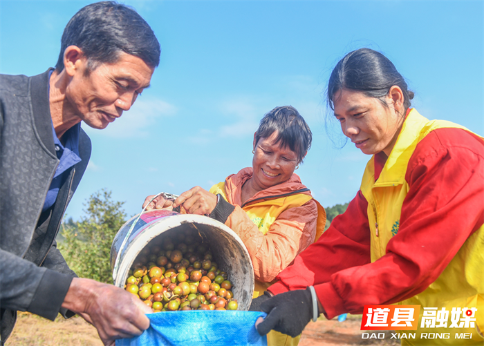 道县油茶产业迎来丰收年  2_副本.png