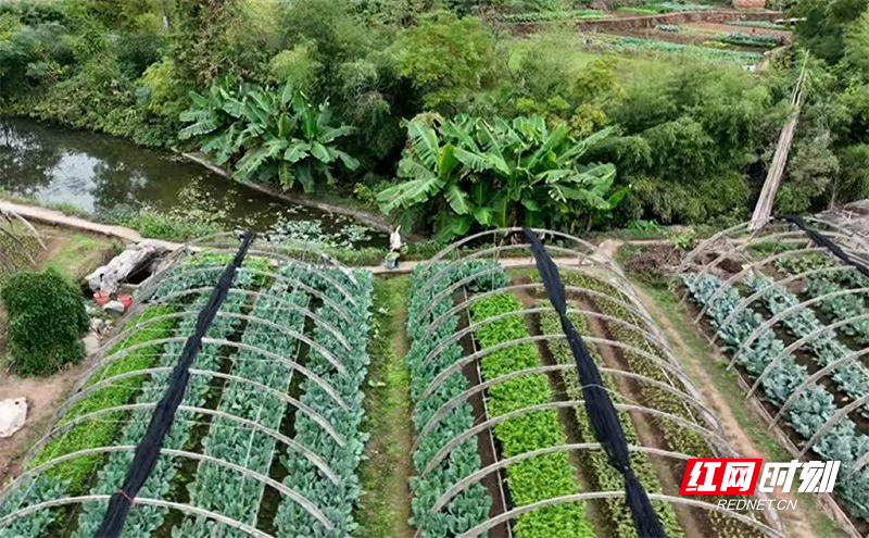 白石渡村无公害蔬菜大棚。 copy.png 图片