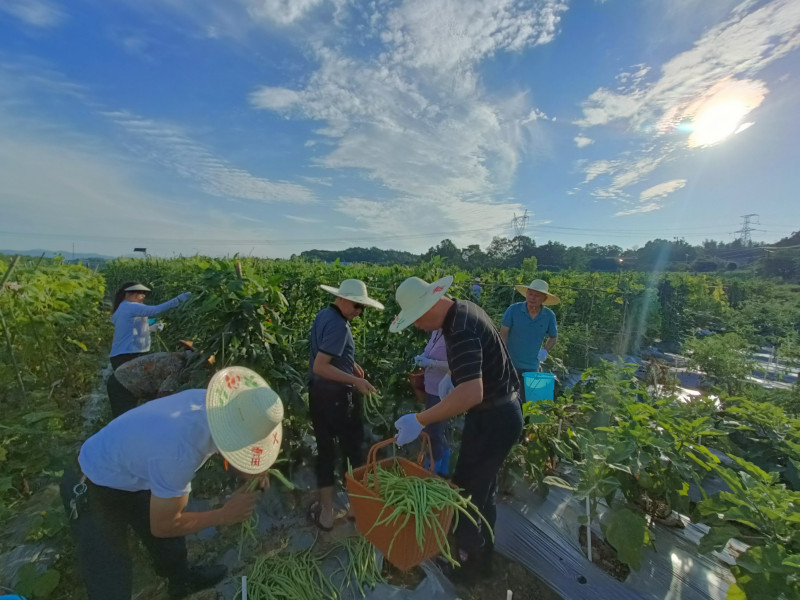 黨員們在昔日撂荒的地里采摘自己辛勤勞動的成果。