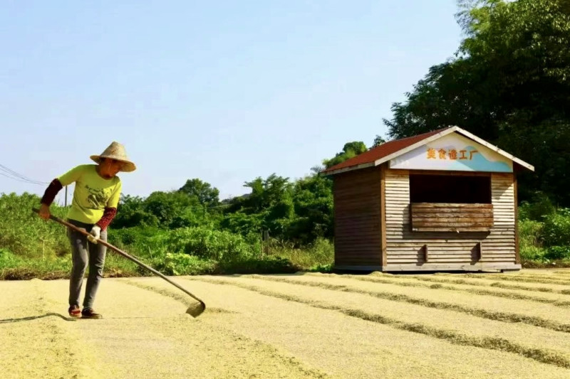 昔日撂荒地里長(zhǎng)出金燦燦的稻谷。 均為長(zhǎng)沙晚報(bào)通訊員 瞿思佳 供圖