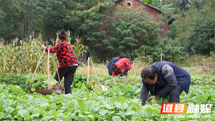 道县：秋冬种植好时节 油菜移栽正当时4_副本.jpg