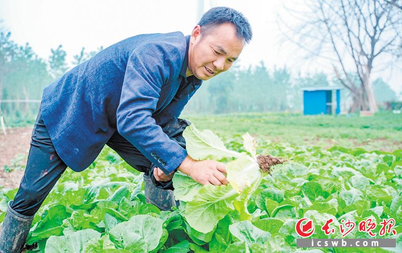 　　香爐洲上土地肥沃,，不用施肥種出的蔬菜口感格外好,。早已“洗腳上岸”的回龍村村民吳德新還是喜歡到洲上侍弄菜地。長沙晚報全媒體記者 易億 攝