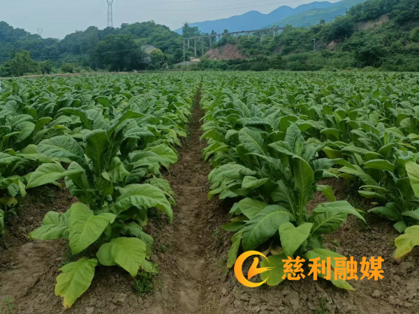 慈利融媒图片1 (2).png