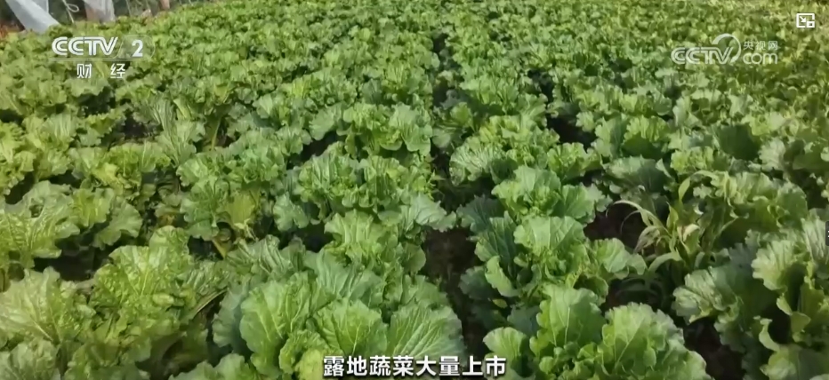 秋冬蔬菜生产供应基础较好 老百姓的“菜篮子”“果盘子”更丰富