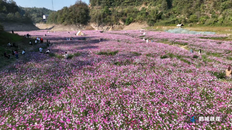 怀化市鹤城区：峡谷格桑花儿开 美景如画引游人（半成品）.mp4_20241101_154150.409.jpg