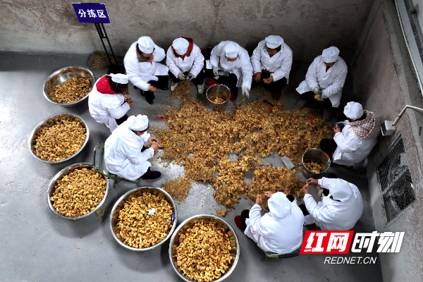 湖南省通道侗族自治县菁芜洲镇中药材集散中心，工人正在加工中药材黄精。.jpg