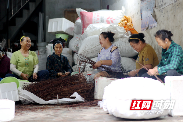 湖南省通道侗族自治县城南社区友维农副产品加工车间，妇女们在剪钩藤。.jpg