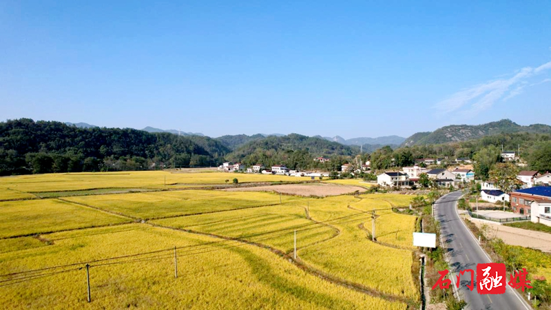 三圣乡:双季晚稻收割忙,田间奏响“丰收曲”1.jpg 三圣乡:双季晚稻收割忙,田间奏响“丰收曲”1.jpg