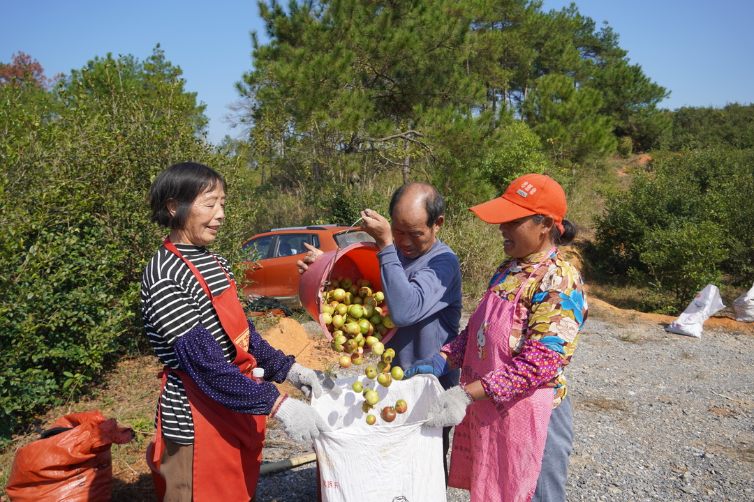 “黄金果”缀满枝头，新邵县7.8万亩油茶喜迎丰收(图2)