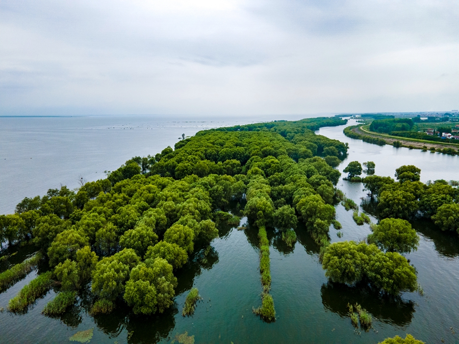 湖南岳阳洞庭湖水上森林植物航拍摄影图(1)_副本.jpg