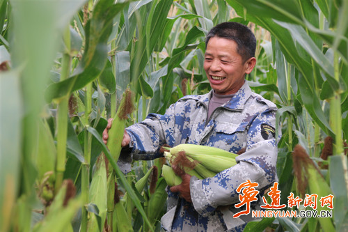宁远：党建引领 玉米喜丰收_副本500.jpg