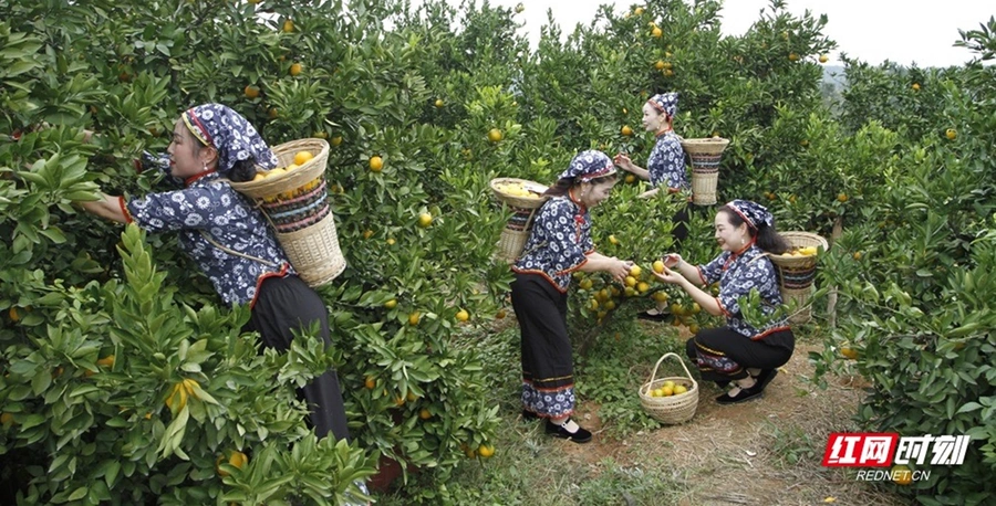 组图丨常德石门：“橘乡”里面“品”橘香