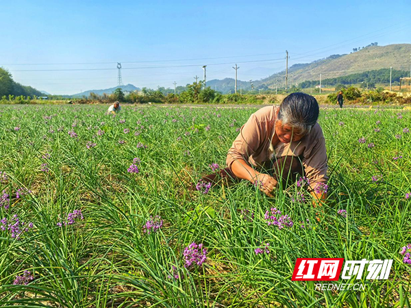 车边社区农户正在给铺满稻草的藠头基地拔杂草.png