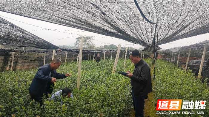 道县开展林木种子质量及生产经营专项检查1_副本.png