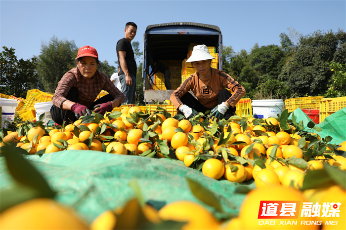 道县：21.7万亩脐橙成熟上市2_副本.jpg