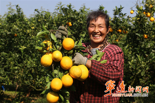 宁远：党建引领 荒山坡地结“金”果2_副本500.jpg