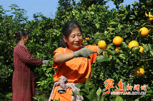 宁远：党建引领 荒山坡地结“金”果3_副本500.jpg