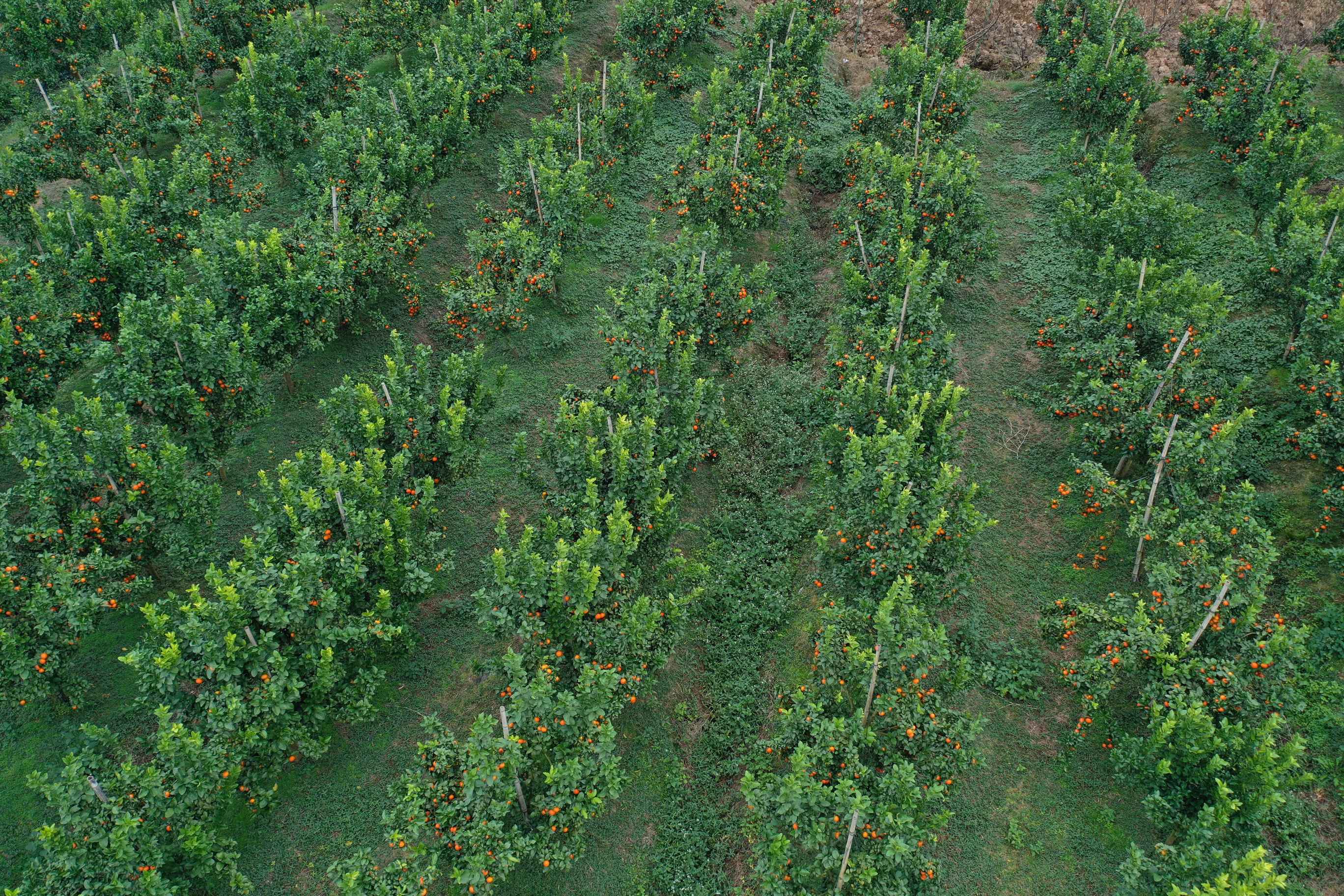 DJI_0309(1).jpg