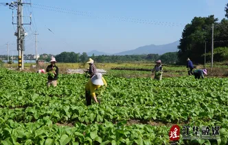 江华：小菜心 大收益