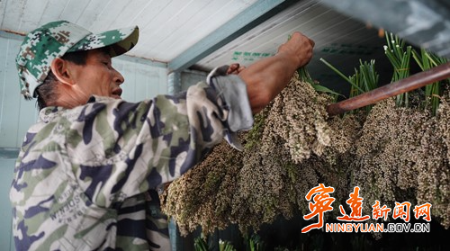 宁远：千亩制种糯高粱迎来丰收3_副本500.jpg