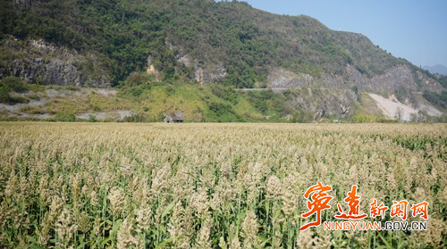 宁远：千亩制种糯高粱迎来丰收_副本500.jpg