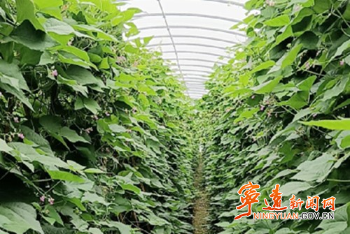 寧遠(yuǎn)：大棚建設(shè)增效能 夯實(shí)糧食安全線_副本500.jpg