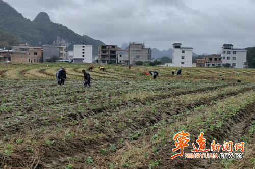 宁远：秋冬地不闲  油菜移栽忙_副本500.jpg