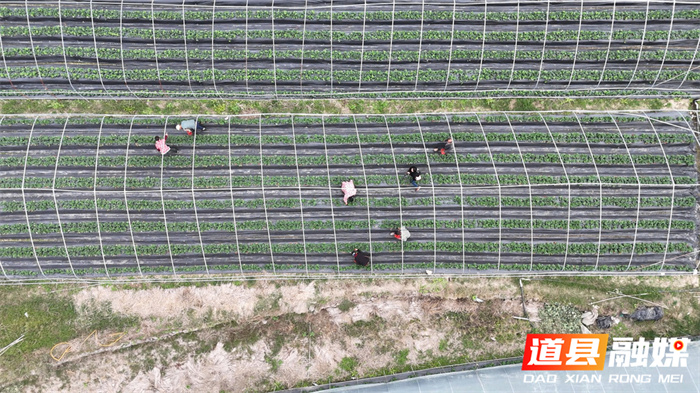 道县：头茬草莓抢“鲜”上市6_副本.jpg