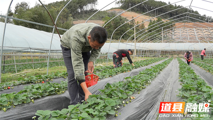 道县：头茬草莓抢“鲜”上市4_副本.jpg