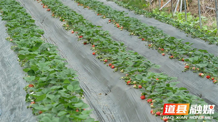 道县：头茬草莓抢“鲜”上市1_副本.jpg