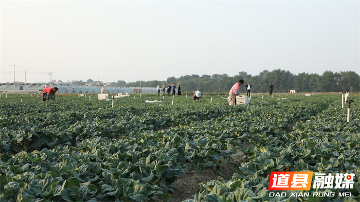 道县：柔性执法改革让蔬菜出口更便利2_副本.jpg