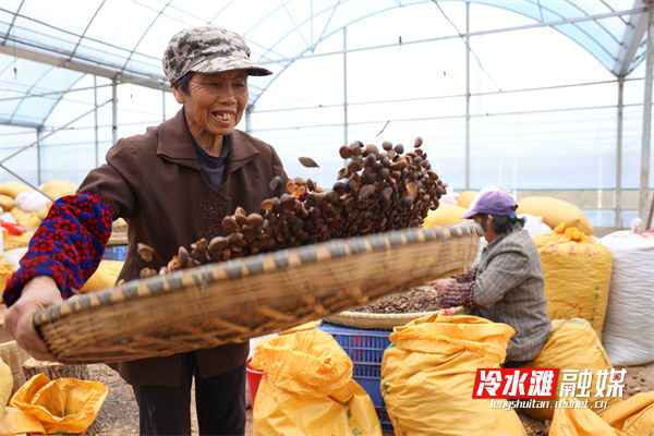 永州冷水开云体育滩：小小油茶果榨出乡村“致富油”(图2)