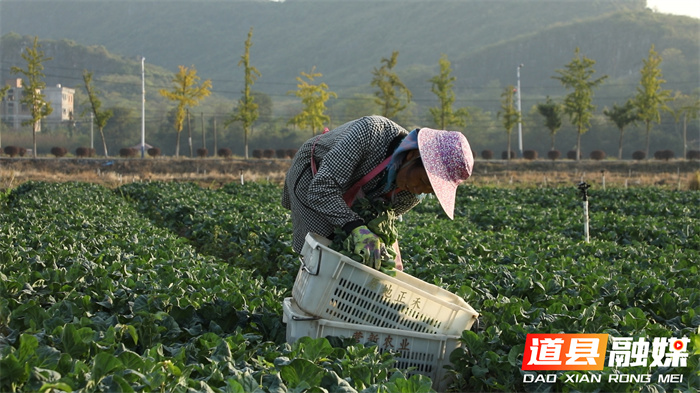 道县：柔性执法改革让蔬菜出口更便利1_副本.jpg