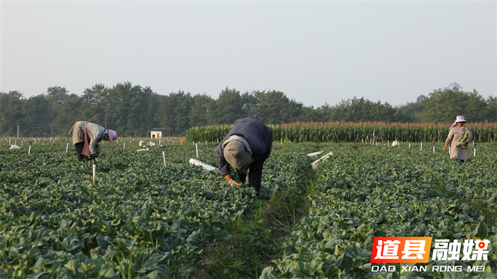 道县：柔性执法改革让蔬菜出口更便利4_副本.jpg