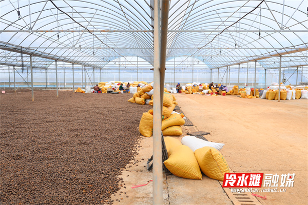 永州冷水开云体育滩：小小油茶果榨出乡村“致富油”(图1)