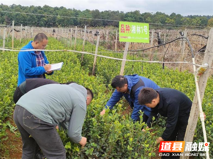 道县：注重油茶林管护 促进产业大发展 2_副本.png