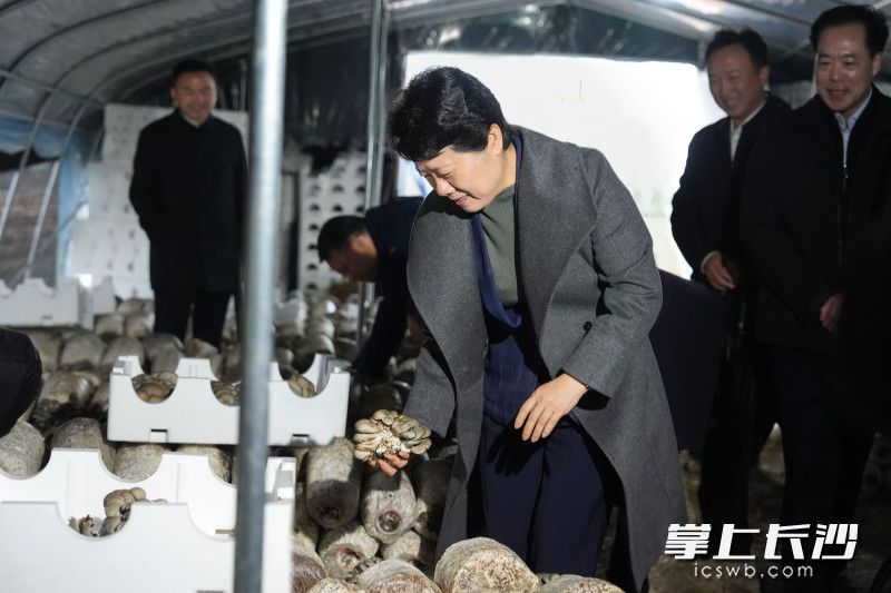 在东湖塘镇蘑菇种植基地，吴桂英了解农业产业发展、现代化种养技术、带动当地就业增收等情况。