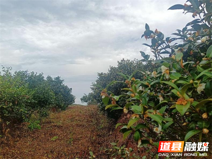 道县：注重油茶林管护 促进产业大发展 1_副本.png