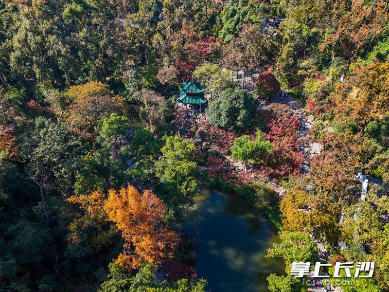 此时的岳麓山，层林尽染、绚丽多彩。