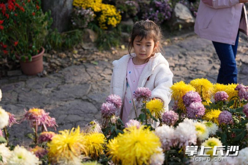 岳麓山第二十届菊花汇报展上，一位小朋友在欣赏菊花。