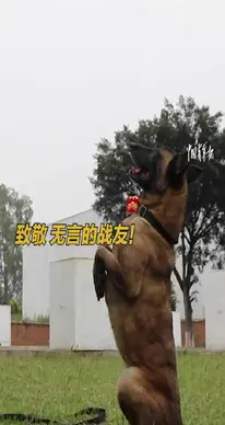 警犬和訓(xùn)導(dǎo)員互相敬禮