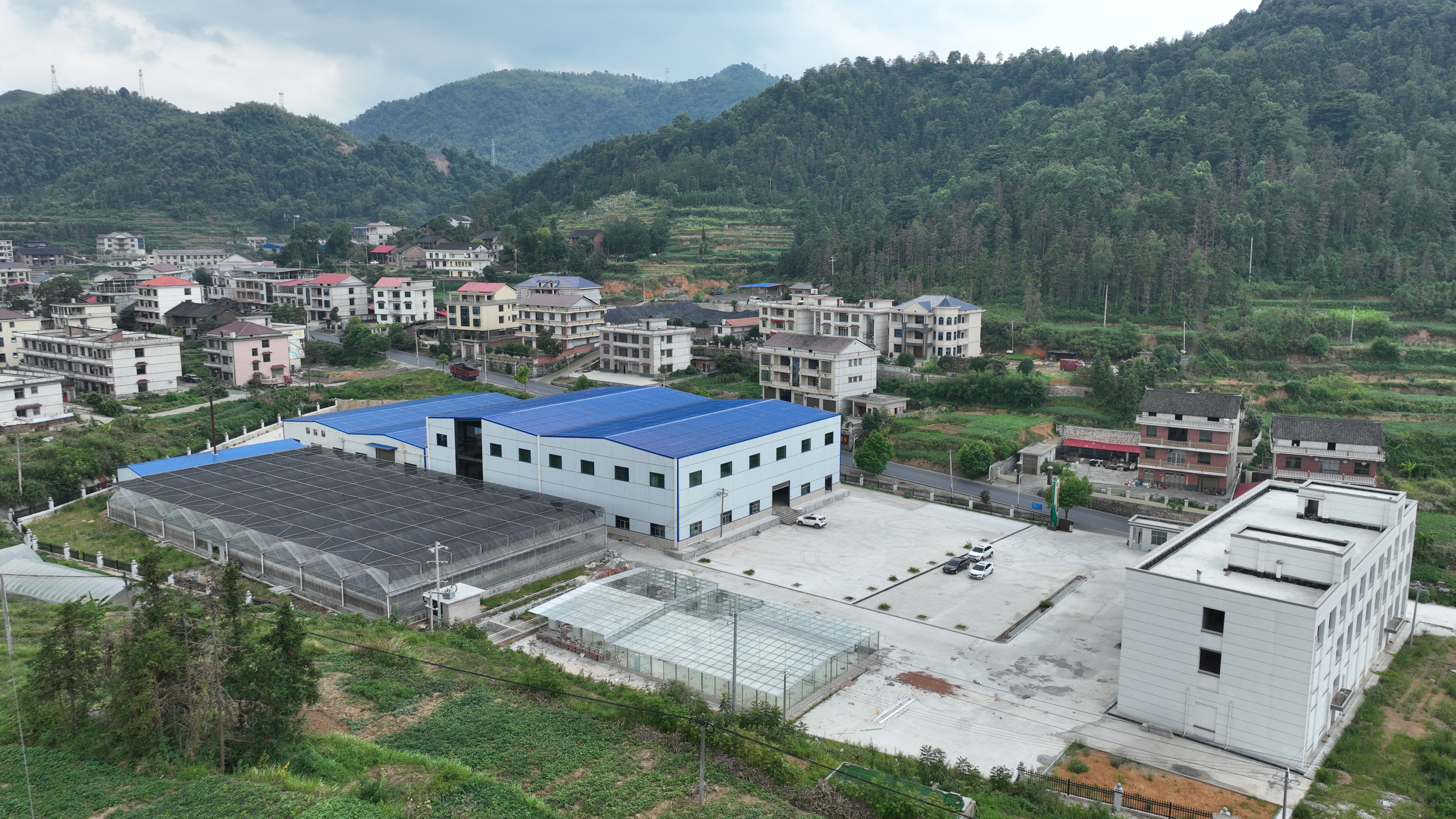 新质生产力在湖南｜科技富产业 林下兴“黄金”