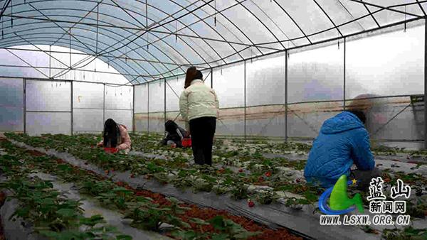 蓝山县：“一棚多用”促增收 “接茬轮作”增效益.jpg