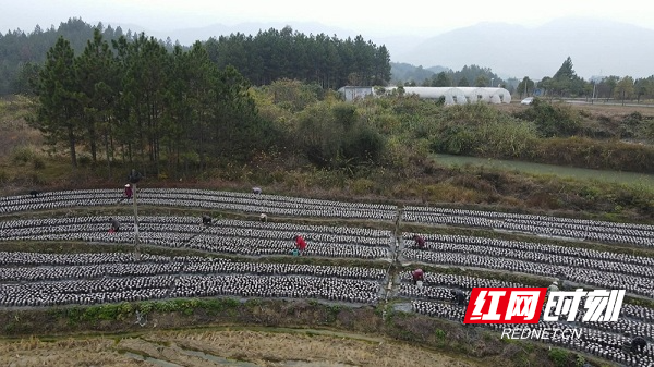 新田：冬季木耳采收上市 丰富市民“菜篮子.mpg_20241213_095508.533.jpg